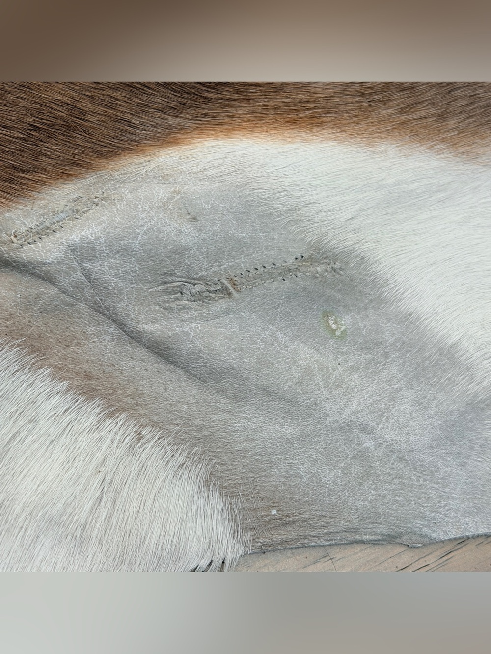 Vintage Genuine Goatskin Hide Rug Mallorca Spain Brown & White Hair-On Hide - Picture 5 of 11